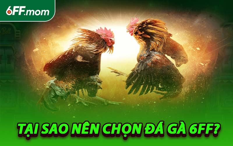 Tại Sao Nên Chọn Đá Gà 6FF?