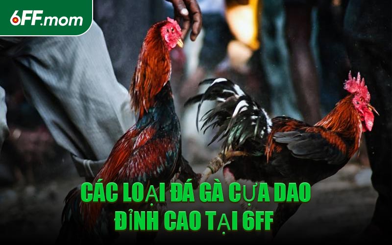 Các Loại Đá Gà Cựa Dao Đỉnh Cao Tại 6FF 