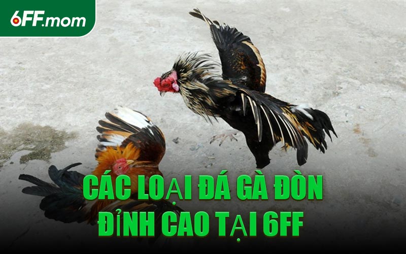 Các Loại Đá Gà Đòn Đỉnh Cao Tại 6FF 