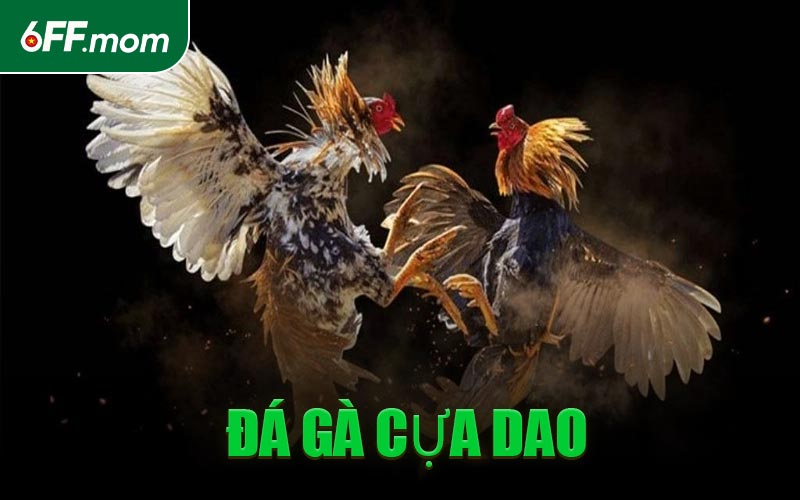 Đá Gà Cựa Dao