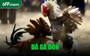Đá Gà Đòn