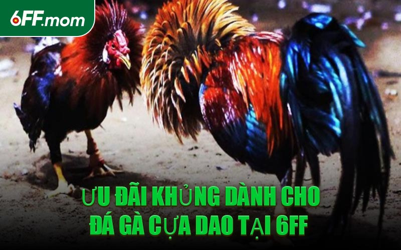 Ưu Đãi Khủng Dành Cho Đá Gà Cựa Dao Tại 6FF 