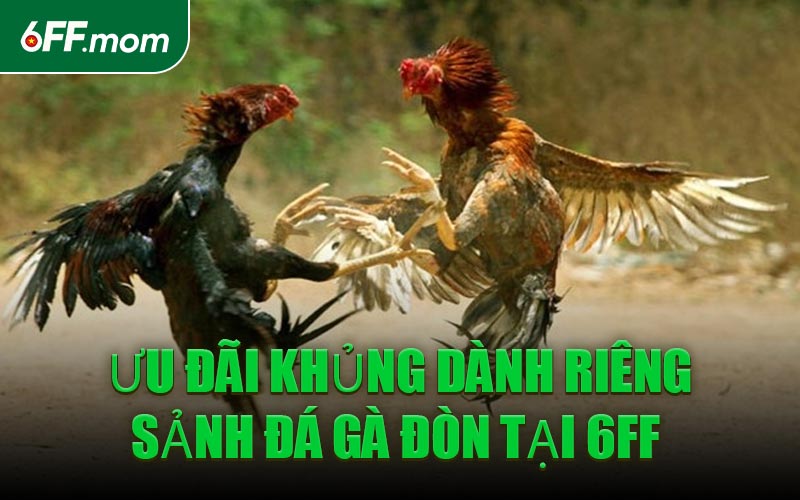 Ưu Đãi Khủng Dành Riêng Sảnh Đá Gà Đòn Tại 6FF 